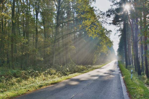 "Angestrahlt" zeigt eine Allee nahe Börzow  © Michael Harnack