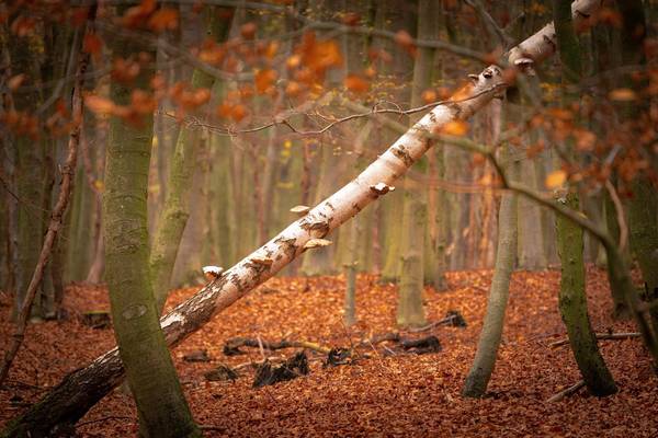 3. Preis in der Kategorie "Landschaft: Unser Wald"